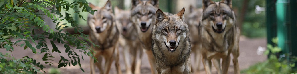 Wolfcenter Dörverden Wolfcenter Dörverden