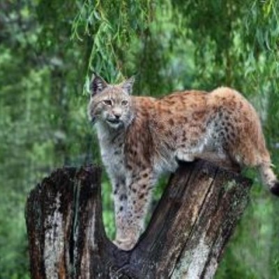 Wild- und Freizeitpark Allensbach