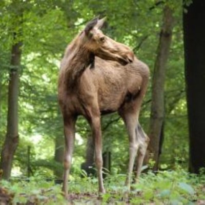 Wildpark Schwarze Berge